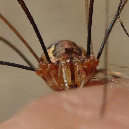 Dasylobus argentatus
